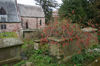 Mitchel Troy - tomb covered by a Japanese quince (chaenomeles japonica)